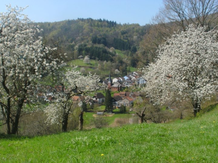 Blühende Streuobstwiesen in Dernbach