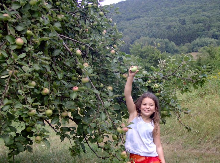 Ein Mädchen pflückt einen Apfel von einem Streuobstbaum im Pfälzerwald.