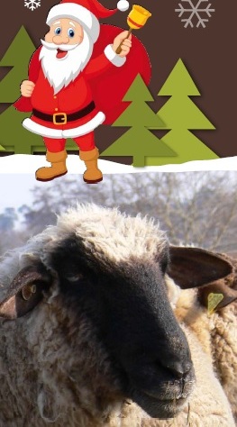 advent_im_schafstall