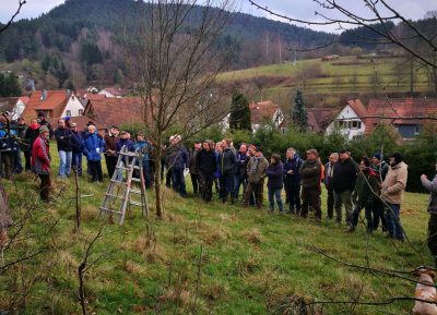 65 Personen, die sich für Naturschutz und Streuobstwiesen interessieren, kamen in Schindhard beim Baumschnittkurs zusammen 