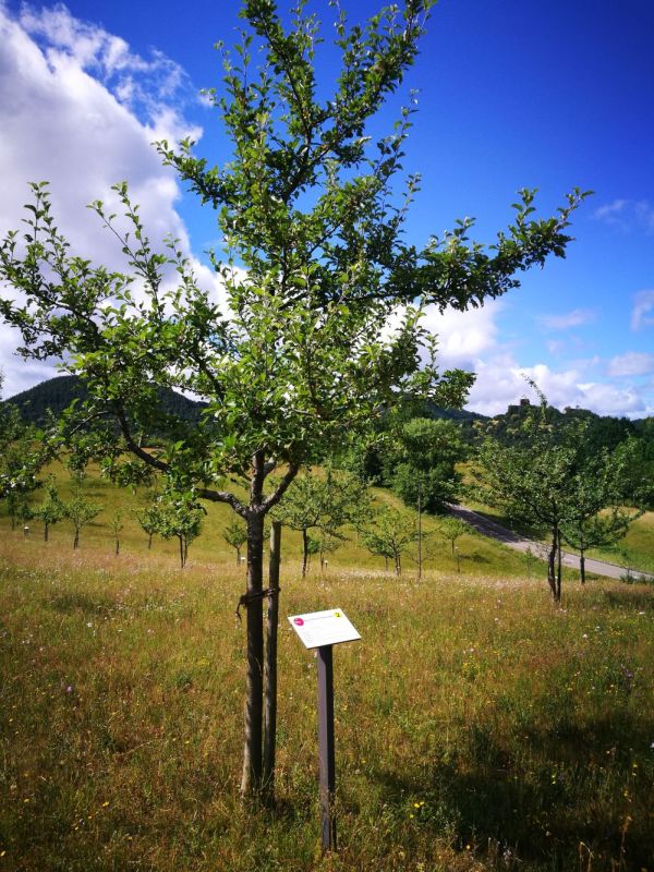 Wertvolle Landschaftsform: Das Projekt „LIFE Biocorridors“ will Streuobstwiesen im Biosphärenreservat Pfälzerwald-Nordvogesen erhalten 