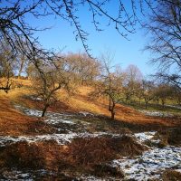 Wertvolle Landschaftsform: Das Projekt „LIFE Biocorricords“ will Streuobstwiesen im Biosphärenreservat Pfälzerwald-Nordvogesen erhalten 