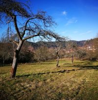 Baumschnittkurs in Dahn