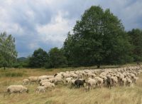 Osterzeit ist Lammzeit