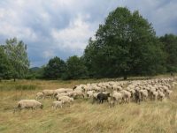 Kartiererinnen und Kartierer für die „Neuen Hirtenwege im Pfälzerwald“ im Einsatz