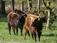 Gerichte vom Weiderindfleisch – regional und köstlich