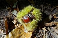 Nah, wild, lecker