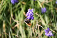 Naturnahes und bienenfreundliches Gärtnern