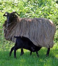 Kulinarische Lammwochen des Biosphärenreservats finden nicht statt