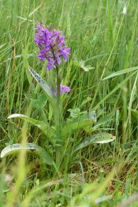 Orchideen im Pfälzerwald haben April-Trockenheit gut überstanden