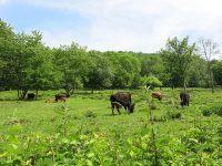 Beweidung durch Rinder, Esel und Ziegen am Wingertsberg in Gräfenhausen