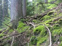 Urwald – Wo? Eine Exkursion zu einer Kernzone des Biosphärenreservats