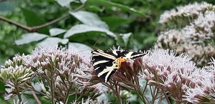 Der seltene Schmetterling, die "Spanische Flagge", nimmt Platz auf den Blüten des Wasserdost.