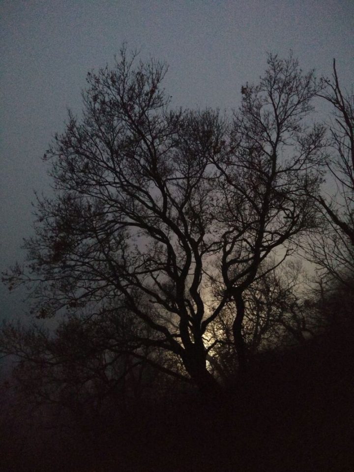 Eine Aufnahme der Abendstimmung im Pfälzerwald