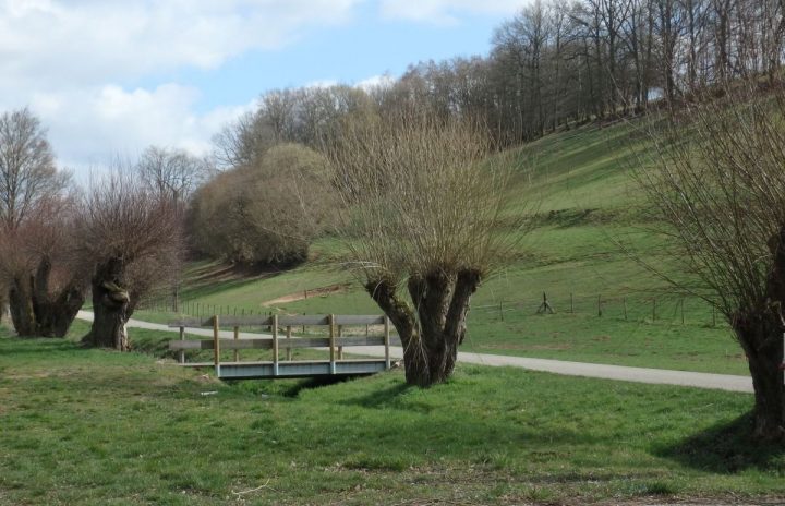 Ein Weg mit Kopfbäumen, bei Eschwiller im Elsass