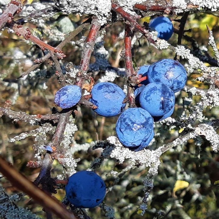 Beeren des Schlehdorns