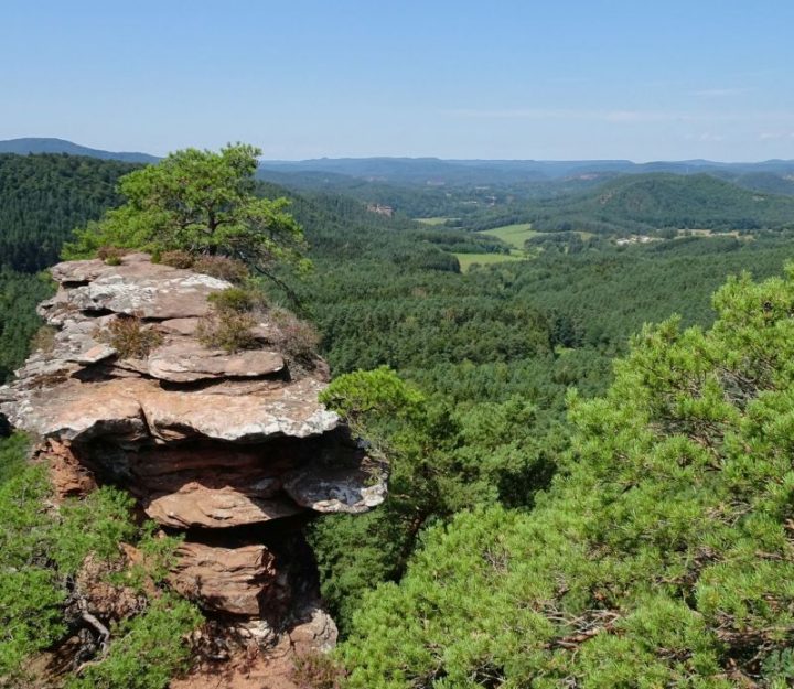 Ausblick vom Buchkammerfels bei Erlenbach im südlichen Pfälzerwald