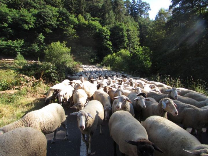 Eine Schafherde zieht durch den Pfälzerwald
