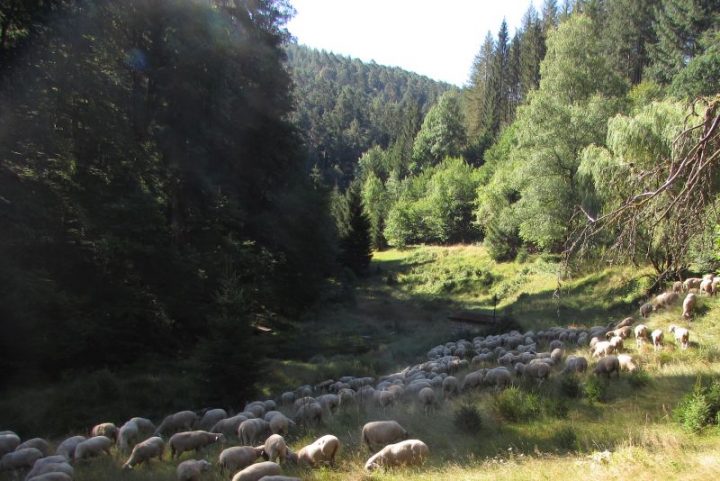 Eine Schafherde in einem Tal im Pfälzerwald