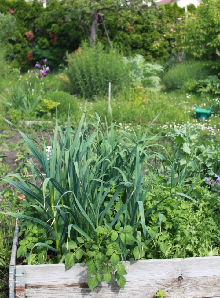 Blick in einen naturnahen Garten