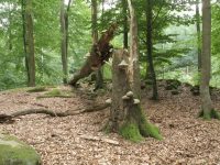 Kernzonen im Biosphärenreservat Pfälzerwald