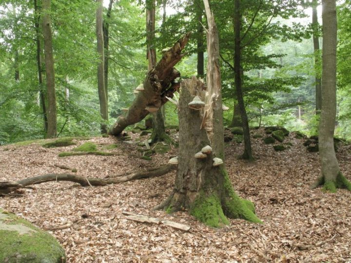 Das Bild zeigt einen umgestürzten Baum in einer Kernzone des Biosphärenreservats.