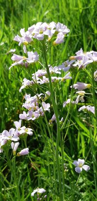 Wildpflanzentipp: Wiesenschaumkraut