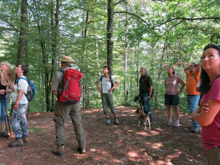 Eine Gruppe steht im Wald und schaut nach oben. In der Mitte steht Biosphären-Guide Gerlinde Pfirrmann