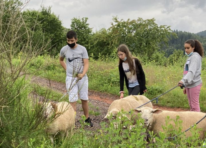 Das Bild zeigt Kinder mit Schafen bei Eußerthal