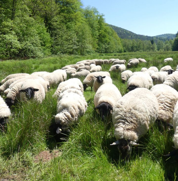 Das Bild zeigt eine Schafherde auf einer Weide, im Hintergrund sind Wald und blauer Himmel zu sehen