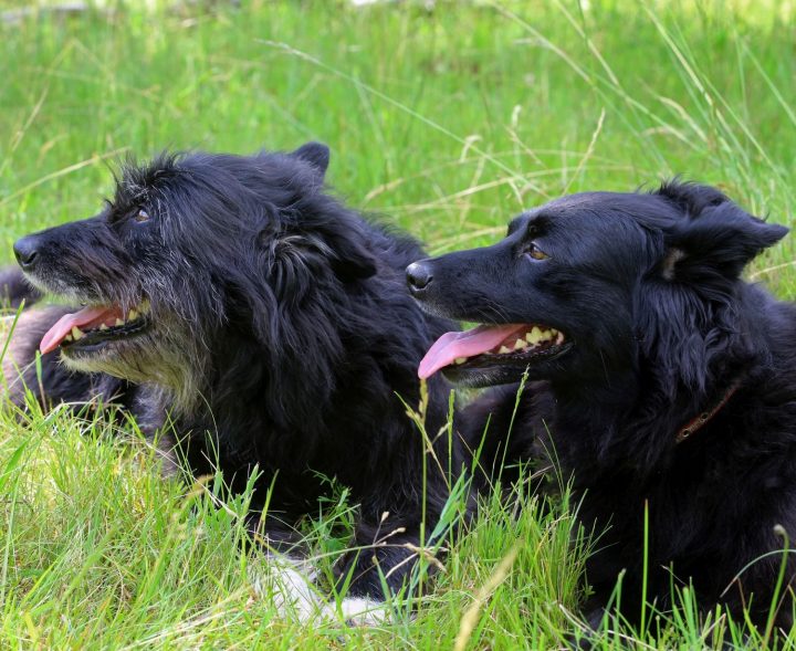 Das Bild zeigt zwei im Gras liegende Hirtenhunde