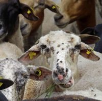 Das ABC des chance.natur-Projekts „Neue Hirtenwege im Pfälzerwald“ – Teil 2