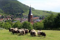 Aktueller Stand des chance.natur-Projekts „Neue Hirtenwege im Pfälzerwald“