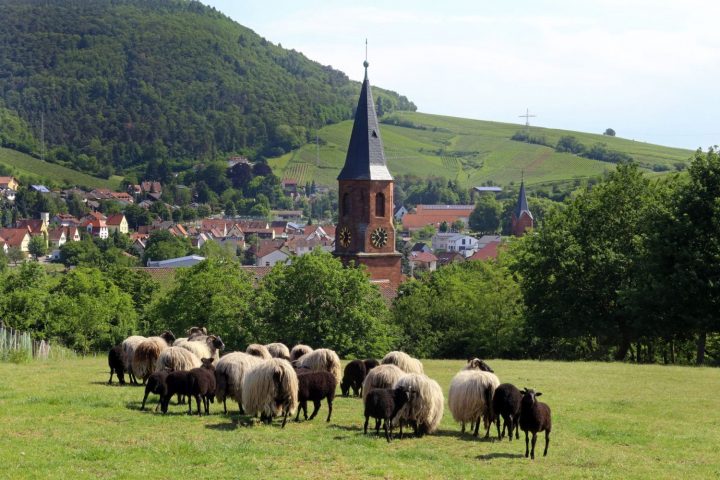 Das Bild zeigt eine Herde Schafe auf einer Wiese. Im Hintergrund sind ein Kirchturm, sowie Wald und Weinberge sichtbar.