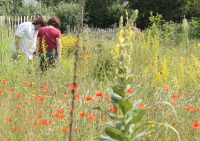 Wildkräuterführung im Biosphärenreservat Pfälzerwald