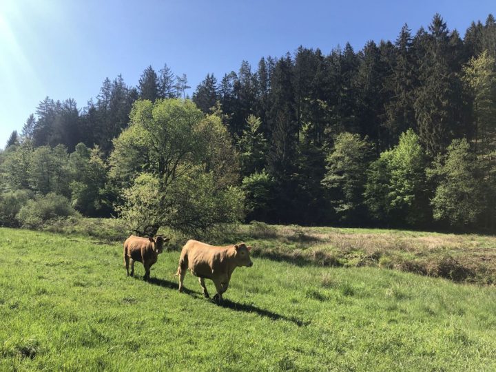 Das Bild zeigt zwei Glanrinder auf einer Weide