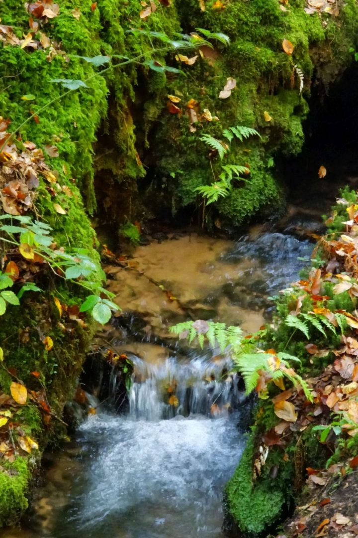 Das Foto zeigt einen Bach im Pfälzerwald