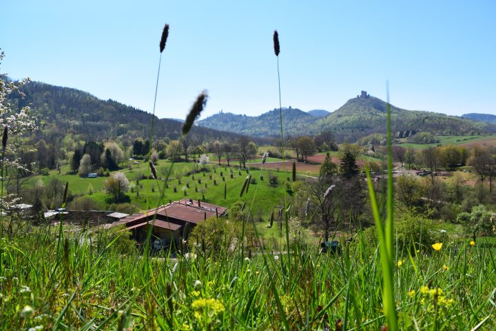 Das Bild zeigt eine Blumenwiese, im Hintergrund das Gut vor blauem Himmel und Bergen