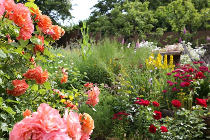 Das Bild zeigt einen Garten voller blühender Blumen