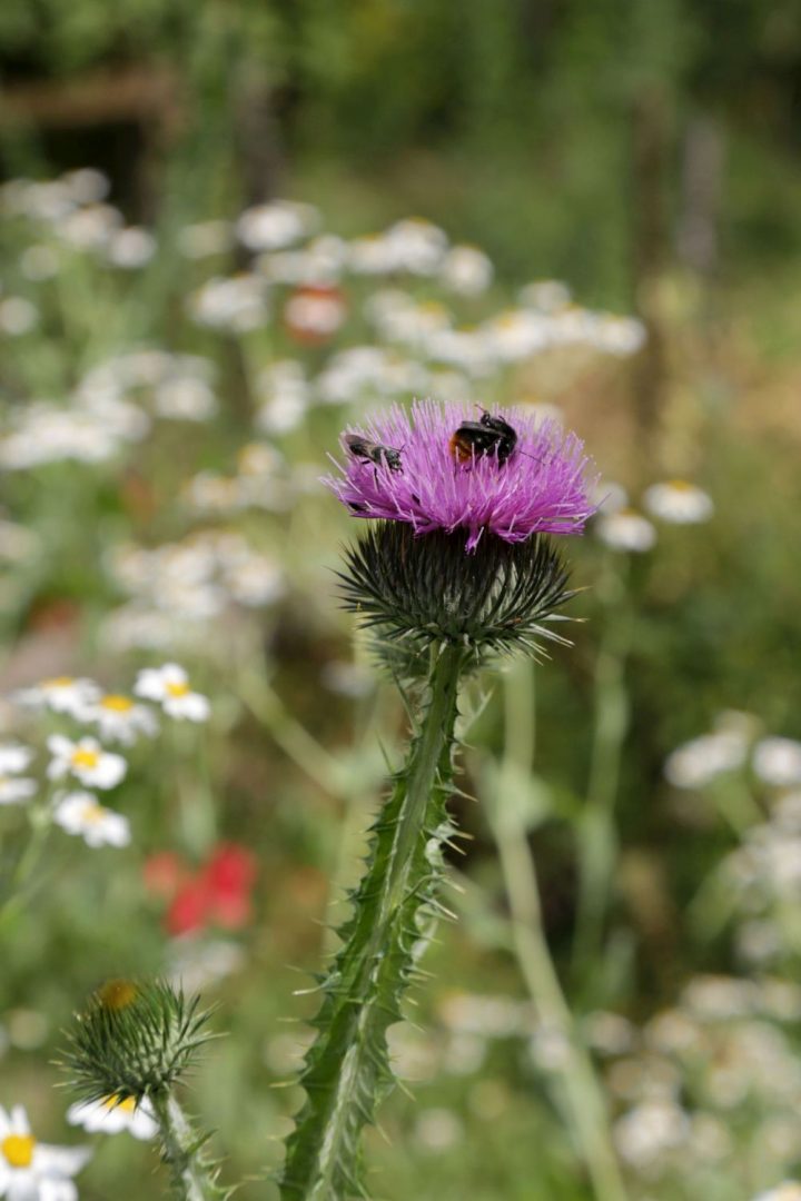 Das Bild zeigt eine Blüte, in der eine Biene sitzt