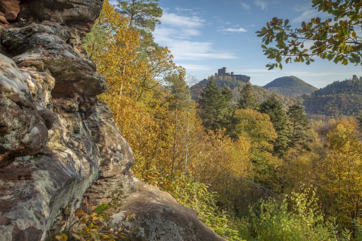 Das Bild zeigt den Blick vom Felsen Asselstein zum Trifels im frühen Herbst mit seinen bunt gefärbten Laubbäumen. 