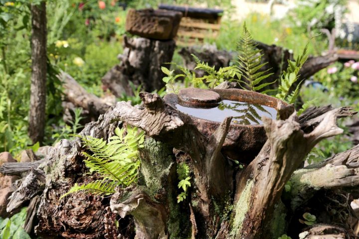 Das Bild zeigt eine Wasserstelle auf einem Baumstamm umgeben von Farnen