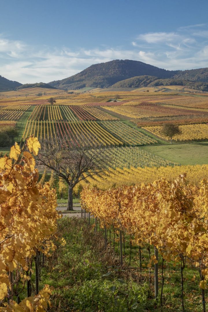 Das Bild zeigt den Blick über die herbstlichen Weinberge mit typisch gelb bis rot gefärbten Weinreben.