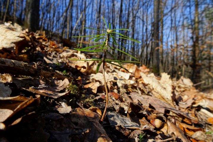 Das Bild zeigt eine kleine Tanne auf Waldboden voller Laub