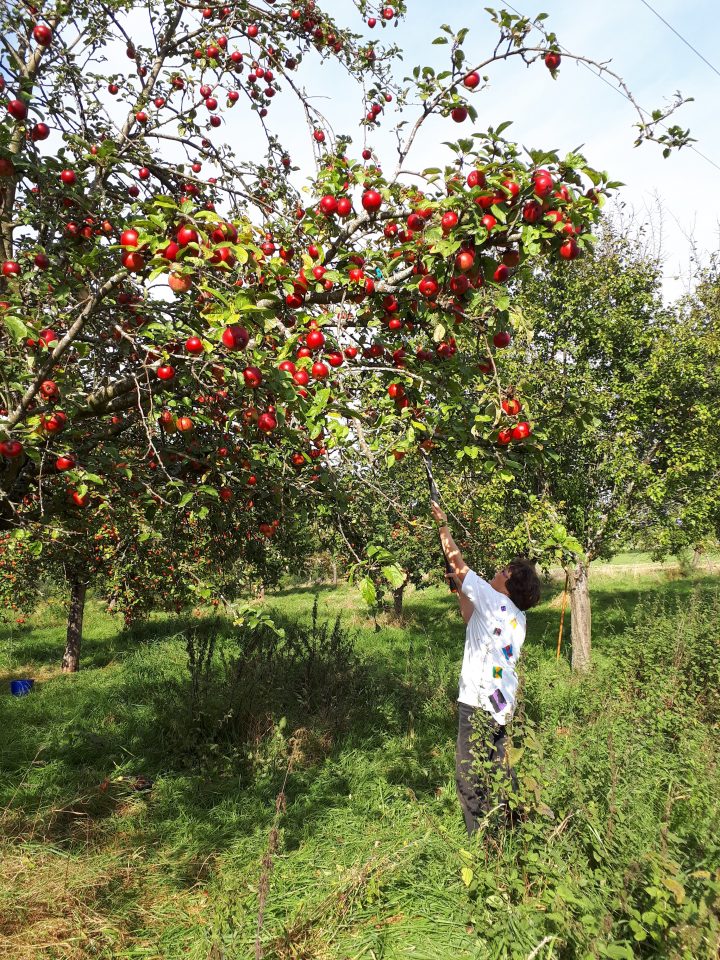 Auf dem Bild erntet eine Frau mit einem Obstpflücker die Äpfel einer Streuobstwiese.