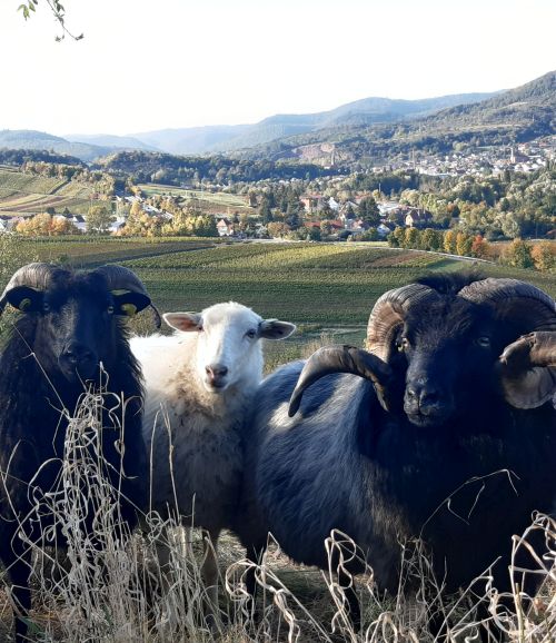 Das Bild zeigt ein Schaf und zwei Böcke auf einer Weide, im Hintergrund Weinreben und ein Dorf.