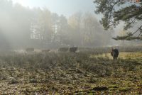 Lichter Kiefernwald dank Arbeit tierischer Landschaftspfleger
