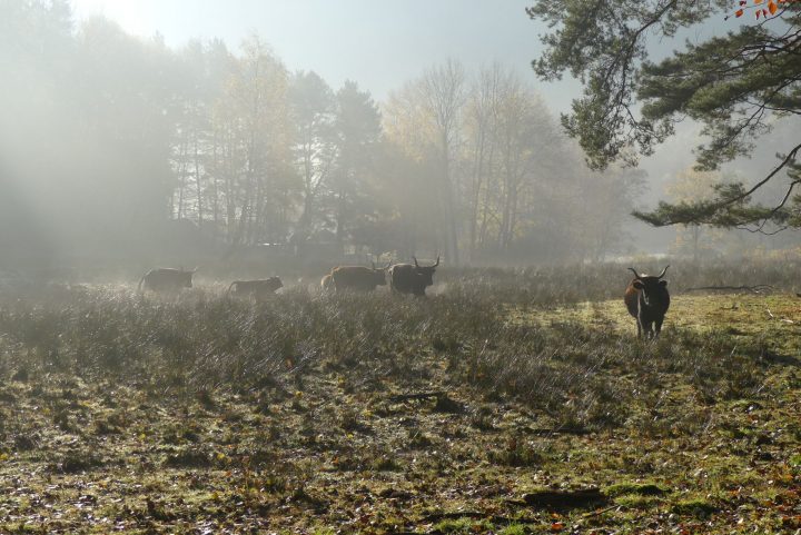 Das Bild zeigt das Beweidungsgebiet bei St. Martin mit mehreren Heckrindern im Herbst.