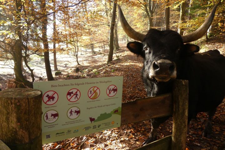 Auf dem Bild steht ein Heckrind im Wald, direkt neben einem Hinweis-Schild zum richtigen Verhalten im Weidegebiet