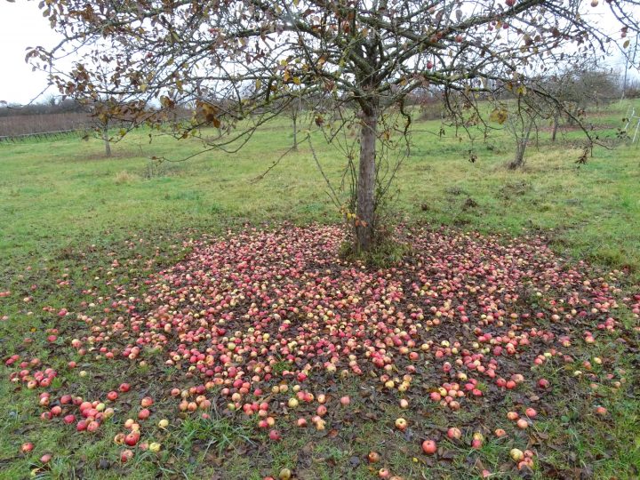Das Bild zeigt einen Apfelbaum einer Streuobstwiese im November. Der Boden darunter ist voll mit heruntergefallenen Früchten.